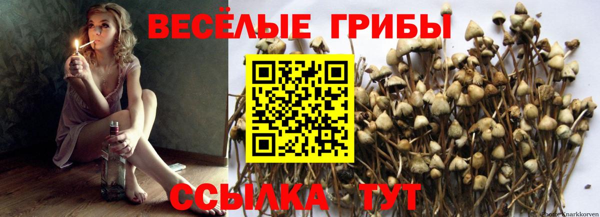Галлюциногенные грибы прущие грибы Дербент